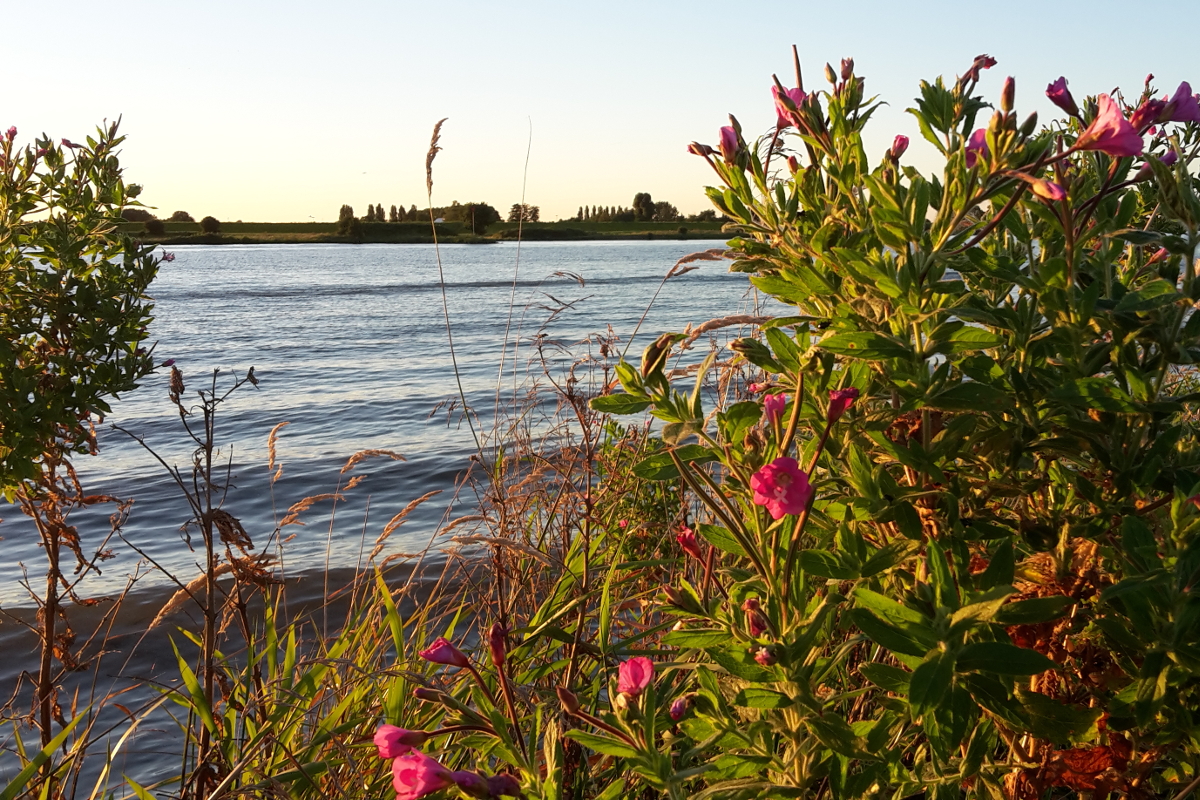 Natuur_Goed_wilgenroosje
